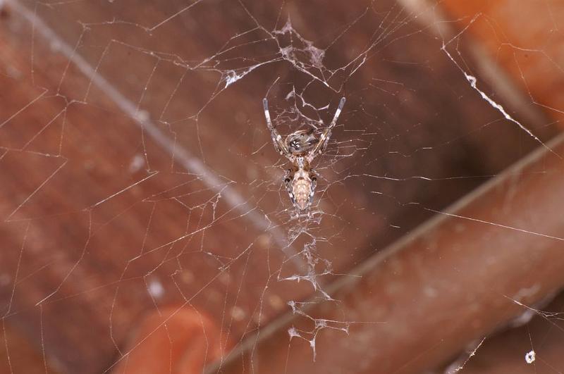 Zosis_geniculata_D7691_Z_88_The Gap_Australie.jpg